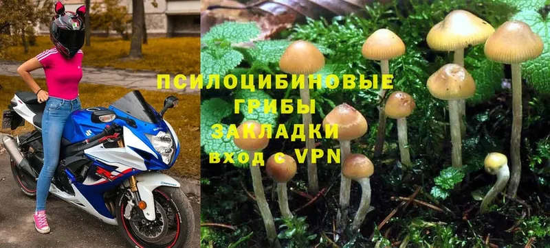 Псилоцибиновые грибы Psilocybe  Свирск 